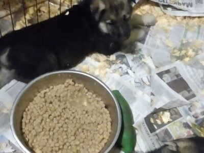 German Shepherd pups loyal guardian & protectors