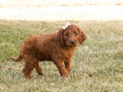 F1 Irish Doodle female pup in Indiana (Jill)