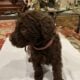 Labradoodle Puppies