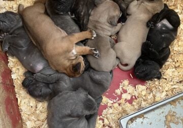 Cane corso puppies