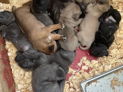 Cane corso puppies