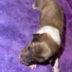 AKC Rough collies ready for homes April 10th 2025