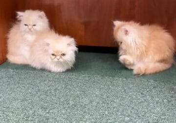 kittens
