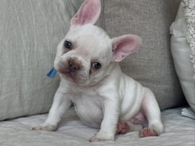 Beautiful AKC frenchie – YUKON