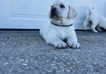 AKC labradors retrievers