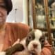 Cupid, handsome male boston terrier