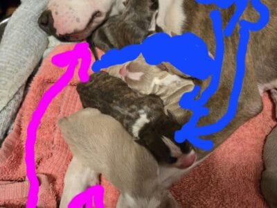 Pitbull/Bully puppies for sale