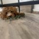 Australian Labradoodle female