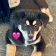 Rehoming 2 Border Collie Puppies