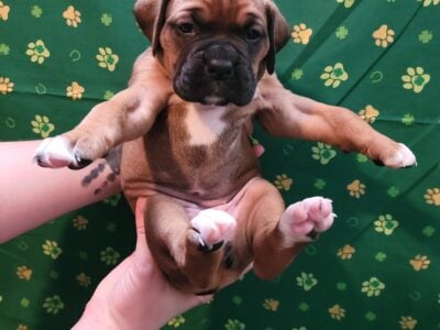 Fawn Colored Pure Breed Boxer Puppies