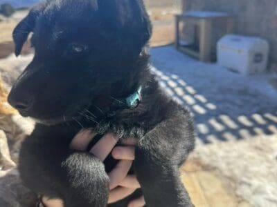 German Shepard Puppies for sale