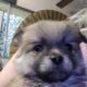 Beautiful Maltipom Puppies