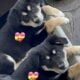Rehoming 2 Border Collie Puppies