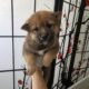 Shiba Inu Puppies