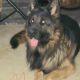 Sable german shepherd