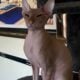 Hairless Peterbald Sphynx