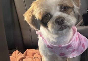 Coco 1 year old shih tzu