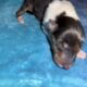 AKC Rough collies ready for homes April 10th 2025