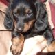8 wk old PUREBRED MINIATURE DACHSHUND PUPPIES
