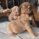 English Bulldog puppys
