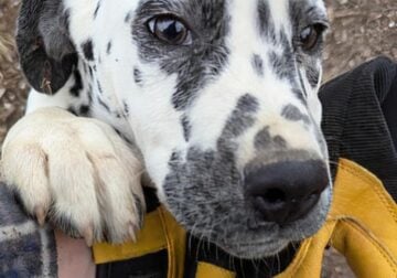 Female Dalmatian Puppy