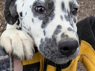 Female Dalmatian Puppy