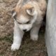 Siberian Husky Puppies