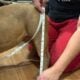 Full-Breed AKC Mini Bulldog – Chocolate Tri coat