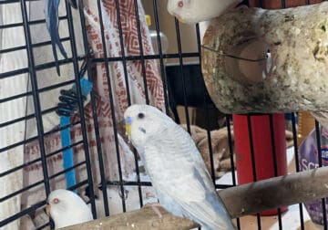 While/Blue. Parakeet Birds