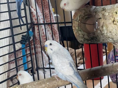 While/Blue. Parakeet Birds