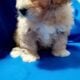 Minnie poodle mix Bichon puppies