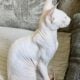 Hairless Peterbald Sphynx