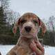 Akc Great Dane pups