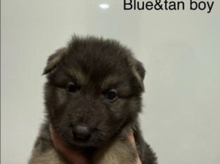 KC Reg Isabella,Blue,White German Shepherd Puppies
