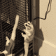 Sugar gliders