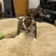 Hart, handsome red Boston terrier