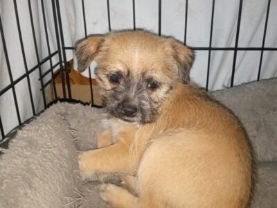 Terrier Chihuahua pug mixes