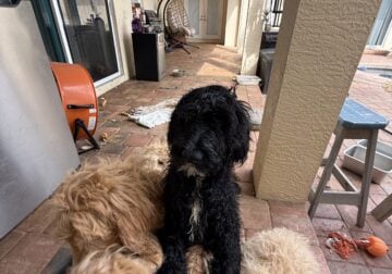 Labradoodle/Goldendoodle- Double Doodle puppies