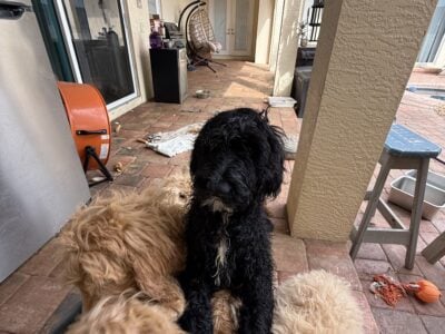 Labradoodle/Goldendoodle- Double Doodle puppies
