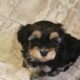 Beautiful Havanese Puppy available