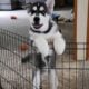 Looking for a loving home