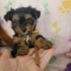 Yorkie~Chihuahua Chorkie Puppies