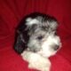 Knuckles, Coton de Tulear APRI Mother’s day specia
