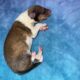 AKC Rough collies ready for homes April 10th 2025