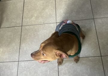 Lovable pit-bull looking for good home 9 months
