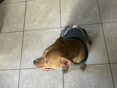Lovable pit-bull looking for good home 9 months