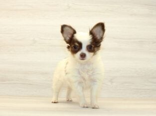 Chihuahua Puppy For Sale