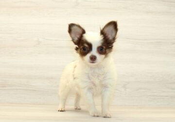 Chihuahua Puppy For Sale