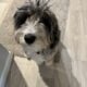 Female F7 Blue Merle Mini Aussiedoodle for sale