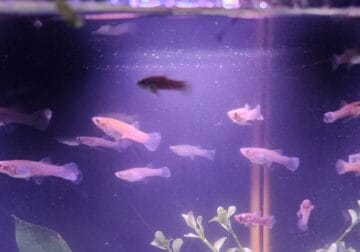 Mosquito Fish